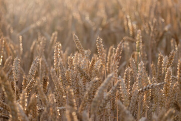 Golden ears of wheat, close-up.
