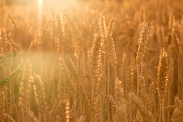 Golden ears of wheat, can be used as blurred background.