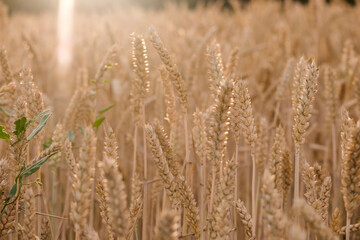 Golden ears of wheat, can be used as blurred background.