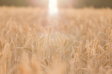 Fototapeta premium Golden ears of wheat, can be used as agricultural background.
