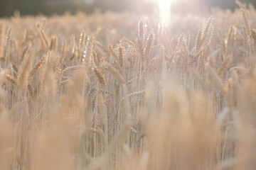 Fototapeta premium Golden ears of wheat, can be used as blurred background.
