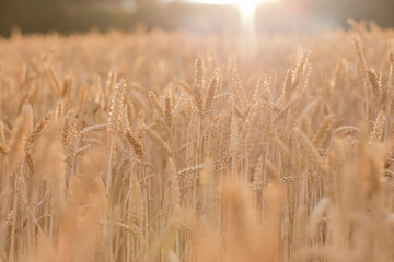 Golden ears of wheat, can be used as agricultural background.