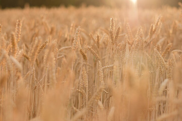 Fototapeta premium Golden ears of wheat, can be used as blurred background.