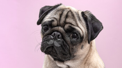 beige dog pug female close up. pug portrait with funny drawn mustache