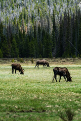 Fototapeta na wymiar Moose in Rocky Mountain National Park
