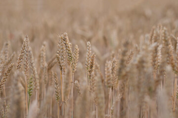 Fototapeta premium Golden ears of wheat, can be used as blurred background.