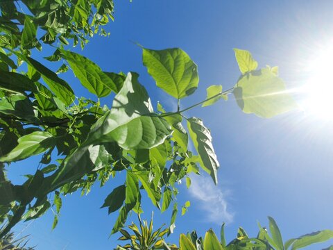 Raisinier de chine en plein soleil ou hovenia dulcis 