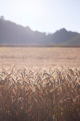 Agricultural field with golden ears of wheat.