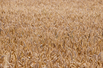 Golden ears of wheat, close-up.