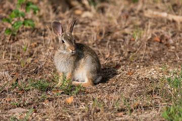 Fototapeta premium Cottontail Rabbit sitting and looking over shoulder