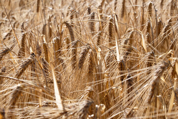 Fototapeta premium Golden ears of wheat, close-up.