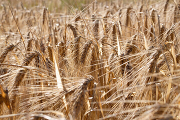 Fototapeta premium Golden ears of wheat, close-up.