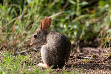 Cottontail Rabbit alertly watching something