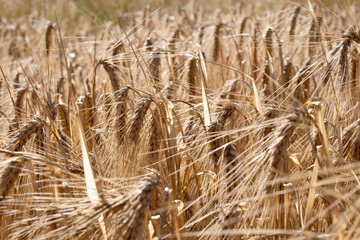 Fototapeta premium Golden ears of wheat, close-up.