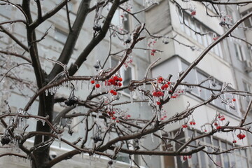 red berries on a branch