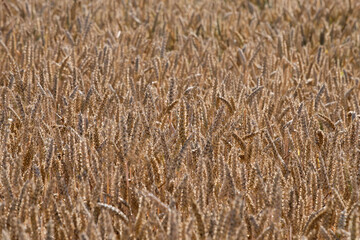 Agricultural field with golden ears of wheat.