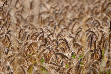 Golden ears of wheat, close-up.