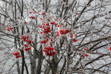red berries covered with snow