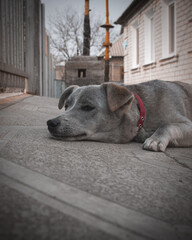 dog in the street