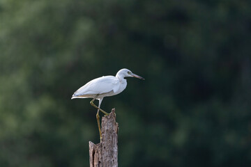 Snowy Egret standing on top of dead tree