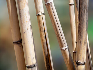 bamboo canes on blurred background