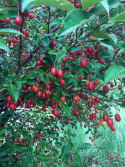 red apples on a branch