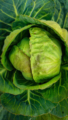 Obraz premium cabbage on a wooden table