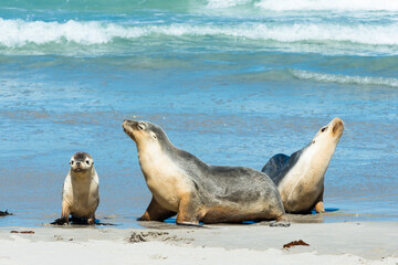 Seal Bay on kangaroo island, South Australia. 