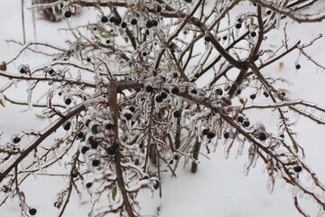 snow covered branches