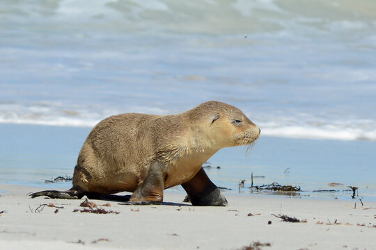 Baby Sea Lion On Seals Bay In Kangaroo Island, Australia.