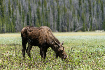 Moose in Rocky Mountain National Park