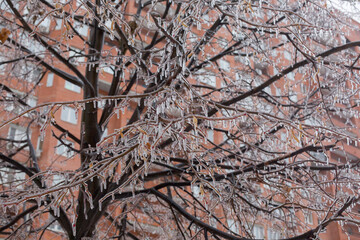 frozen tree branches