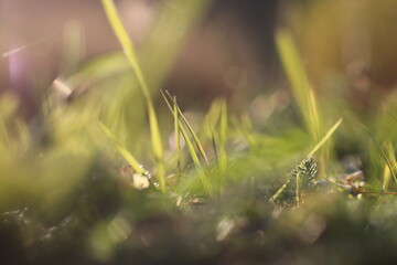 Gras