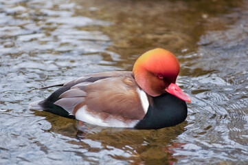 Red-Crested Pochard (netta rufina) drake.