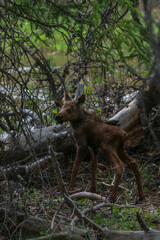 Very Young Moose in Rocky Mountain National Park