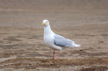 Glaucous Gull (Larus hyperboreus) in Barents Sea coastal area, Russia