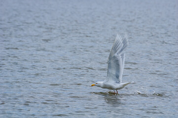 Glaucous Gull (Larus hyperboreus) in Barents Sea coastal area, Russia
