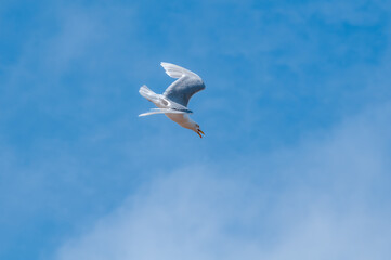 Glaucous Gull (Larus hyperboreus) in Barents Sea coastal area, Russia
