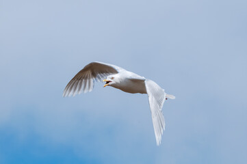 Glaucous Gull (Larus hyperboreus) in Barents Sea coastal area, Russia