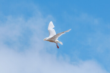 Glaucous Gull (Larus hyperboreus) in Barents Sea coastal area, Russia