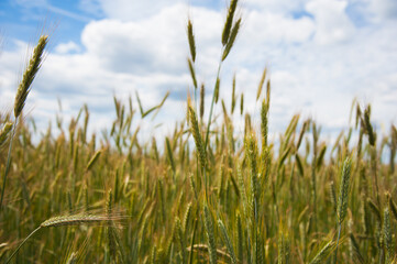 Obraz premium Ripening wheat field
