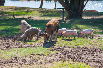 Fototapeta premium Pig farm. Pigs in field
