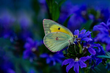 Southern Dogface (Colias (Zerene) cesonia) Feeding in a Field of Blue Clinging Venus’s Looking Glass Flowers