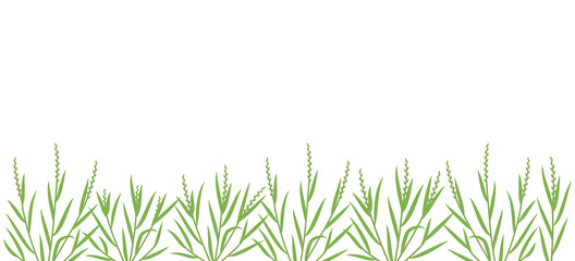Ryegrass plant green field. Horizontal banner. Fescue grass family poaceae. Lolium. Place for text. Copy space. Agricultural. Vector background.