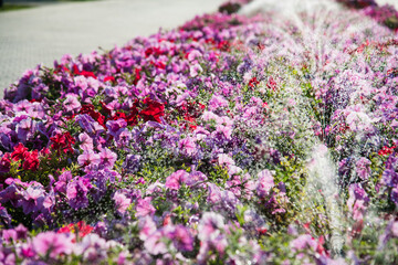 Obraz premium Watering lawn and flowers in the morning in park
