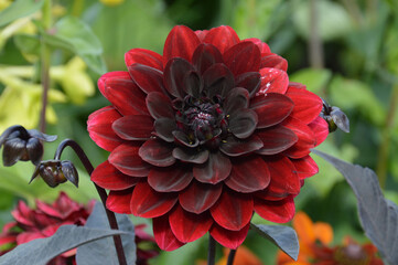 Stunning dark red carmine dahlia flower in bloom.  