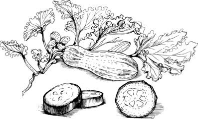 Zucchini graphic hand-drawn illustration. Sketch, doodle, drawing. Nature, garden, garden. Canning products. Kitchen, dishes, cooking. Vegetables, fruits and leaves. Vegetarian food. Vector image.