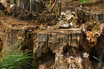 Detail of a rugged old tree stump