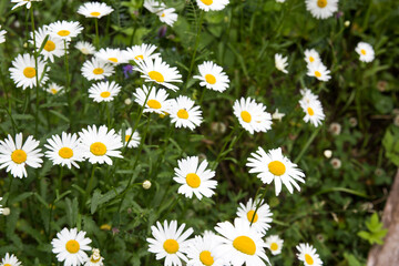 Fototapeta premium Chamomiles at the grass background. Nature white, yellow, and green