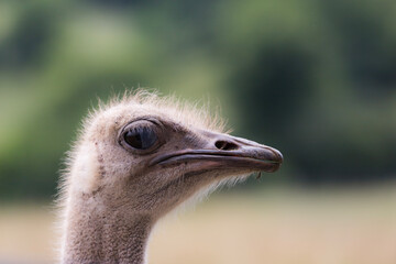 A closeup of an Ostrich's head. It is the profile and the bird is looking to the right of the frame.